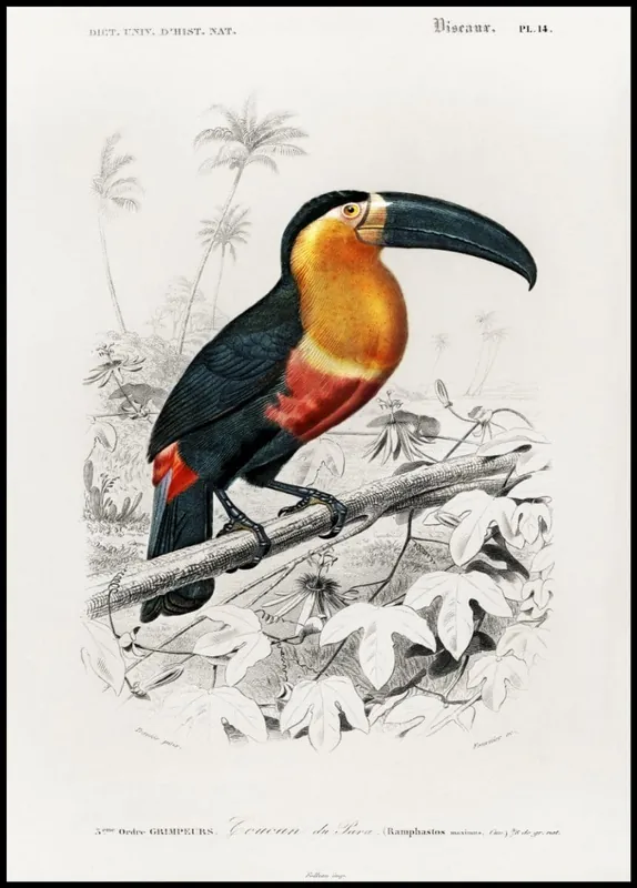 Direktkauf Toucan Bird Vintage Poster nr.4