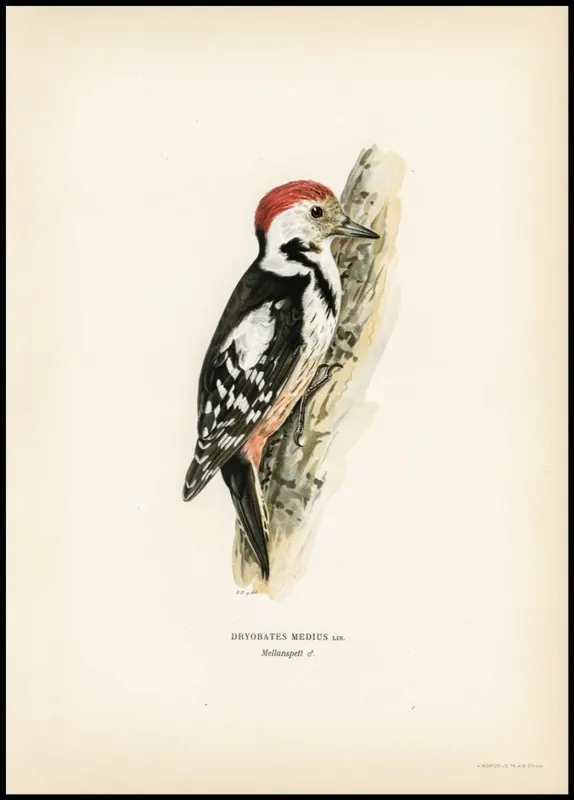 Direkt Vom Hersteller Vintage Middle Spotted Woodpecker Poster