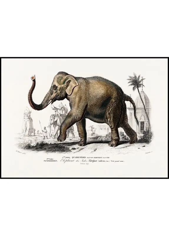 Top-Seller Indian Elephant „Elephant des Indes“ Poster
