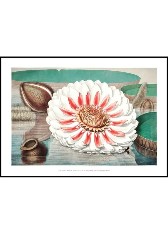 Victoria Regia Water Lily Illustration Poster Bestseller
