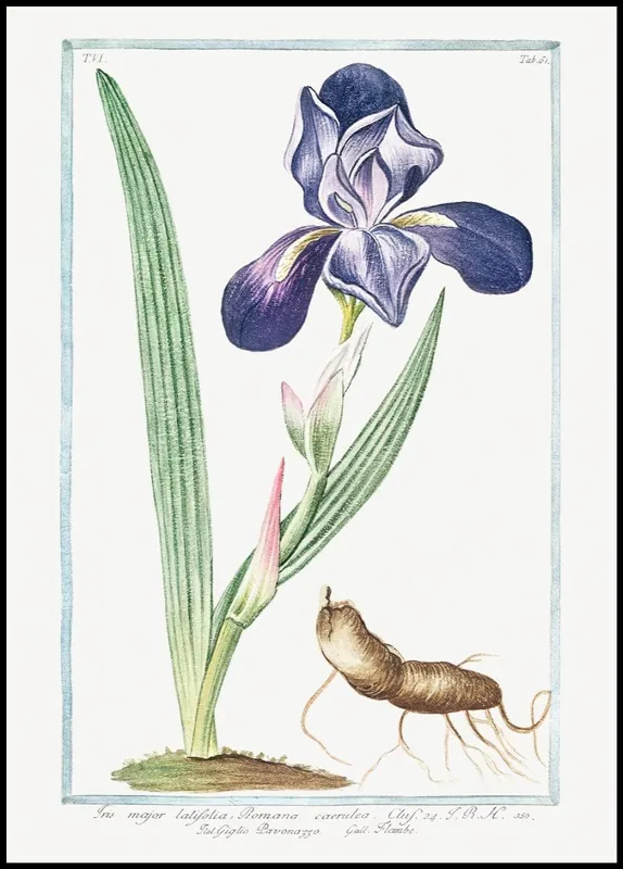 Saisonangebot Tall Bearded iris Poster