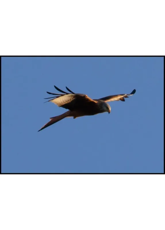 Flying Red Kite Bird Poster Versand Am Gleichen Tag