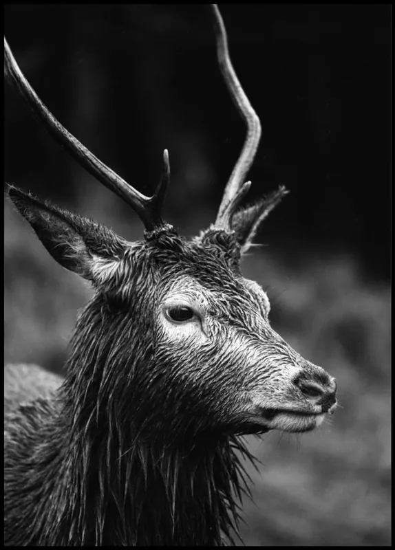 Mega-Angebot Deer at the Glen Etive Scotland Poster