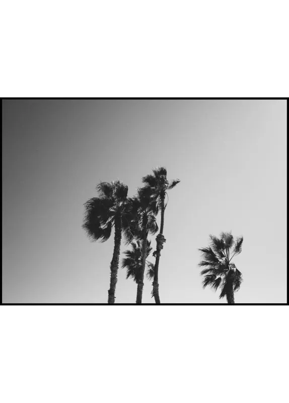 Nur Für Kurze Zeit Black And White Palms Poster