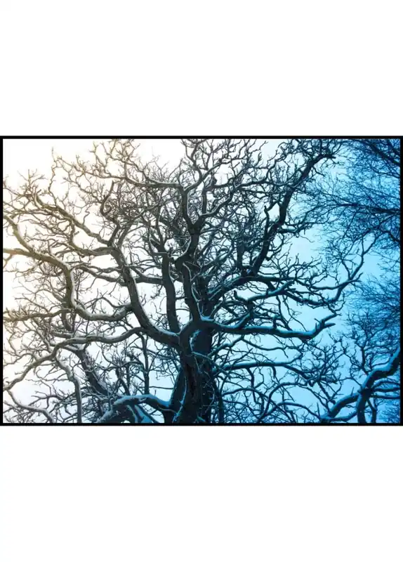 Winter Tree Poster Kostenloser Versand
