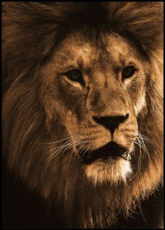 Blustery Lion Poster Letzte Chance