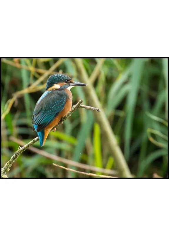 Kingfisher On Watch Poster Garantierte Lieferung