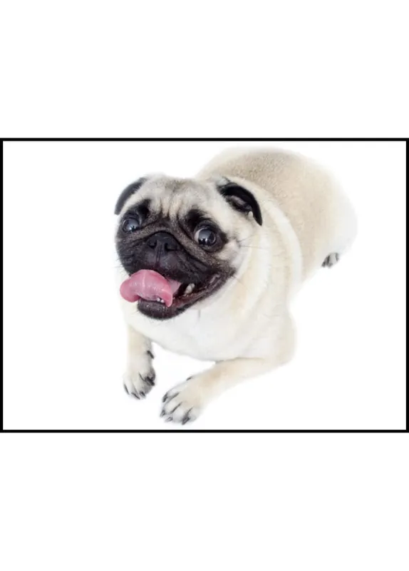 Pug Dog Poster Ausverkauf