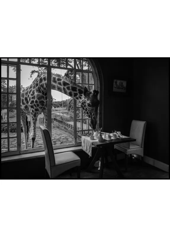 Online Kaufen Giraffe Breakfeast Time Poster