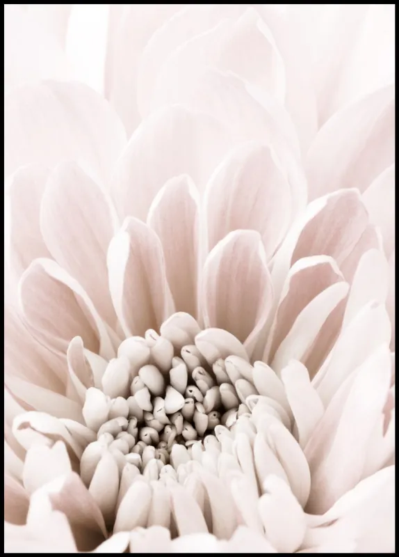 Top-Seller Pale Pink Chrysantemum nr. 6 Poster