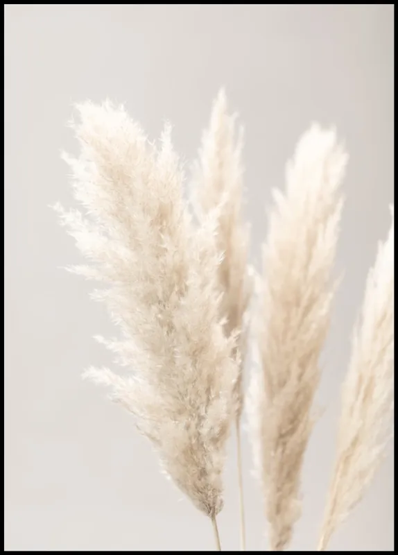 Pampas Grass nr. 1 Poster Preisknaller