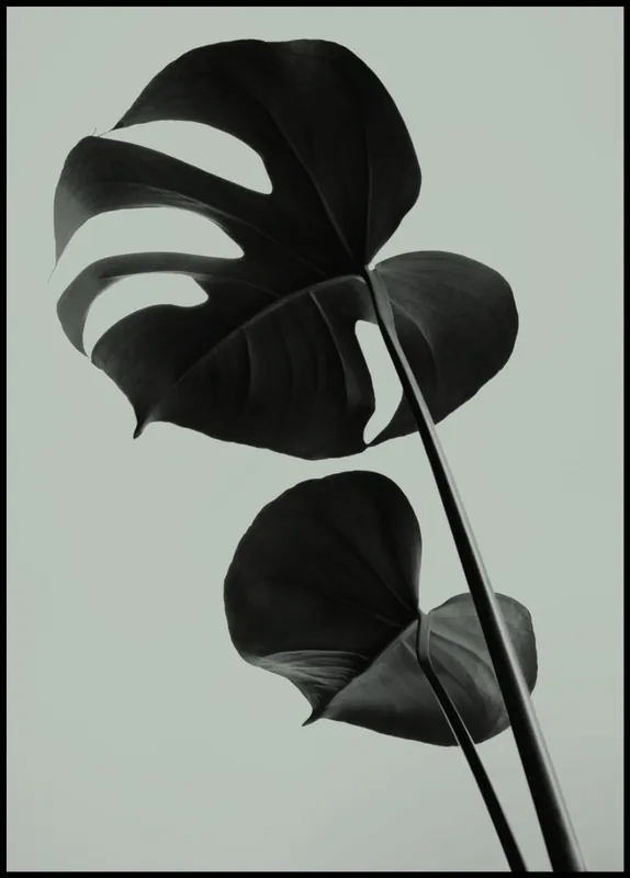 Monstera Teal nr. 1 Poster Abverkauf