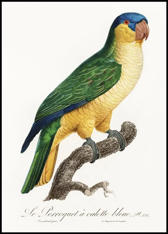 Bestpreis The Black-Lored Parrot Poster