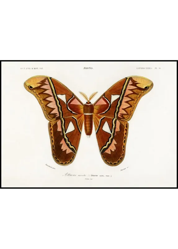 Top-Angebot Attacus Atlas Butterfly Poster