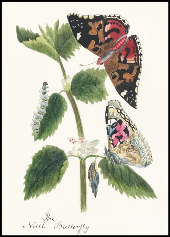 Gratis Versand Caterpillar to Nettle Butterfly Poster