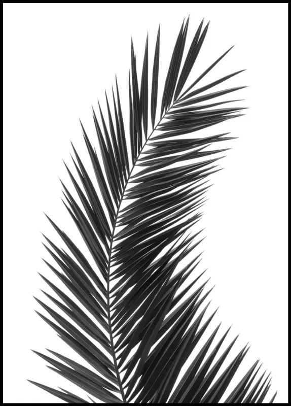 Solitary Palm Leaf in Black and White Poster Top-Preis