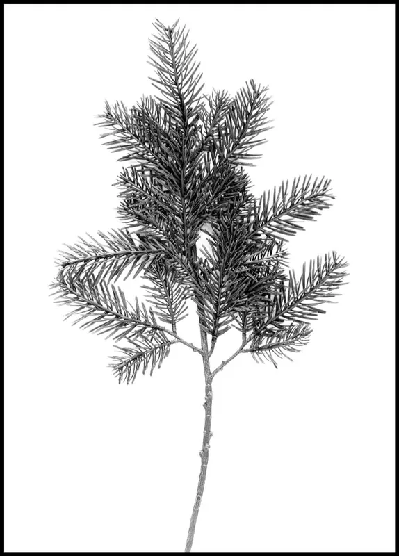 Saisonangebot Fir Twig in Black and White Poster