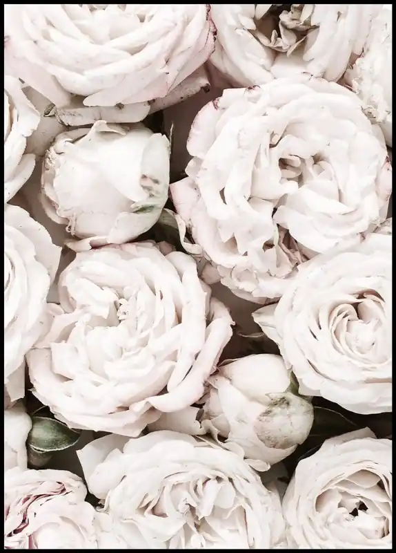 Pale Pink Roses Close Up Poster Versand Am Gleichen Tag