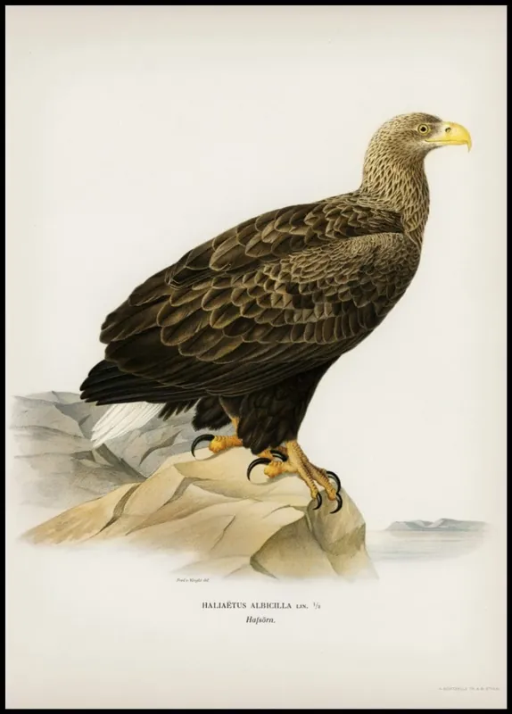 Kostenloser Versand Vintage Sea Eagle Poster