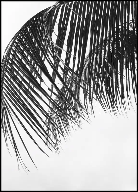 Versand Am Gleichen Tag Palm Leaf in Gray Poster