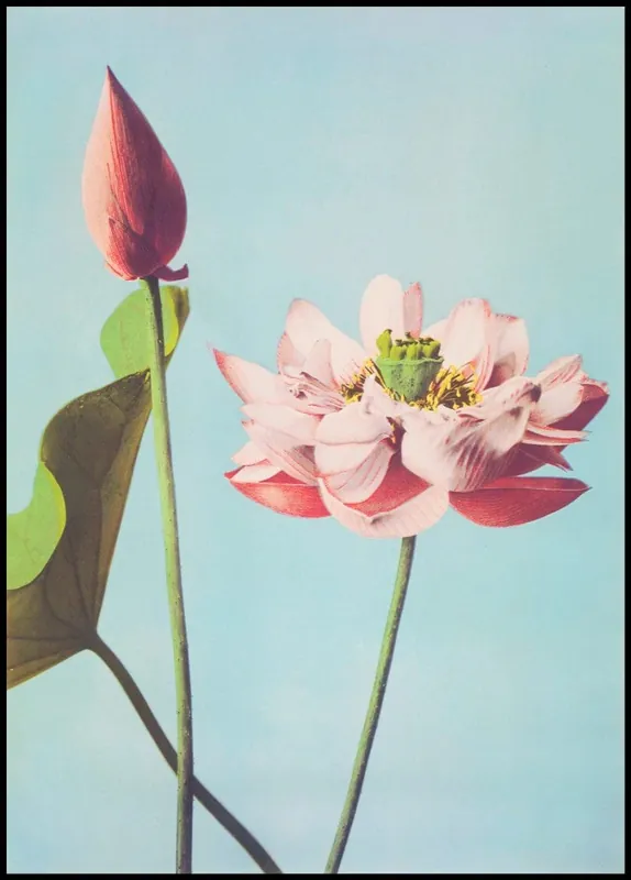 Billig Lotus Flower Vintage Poster