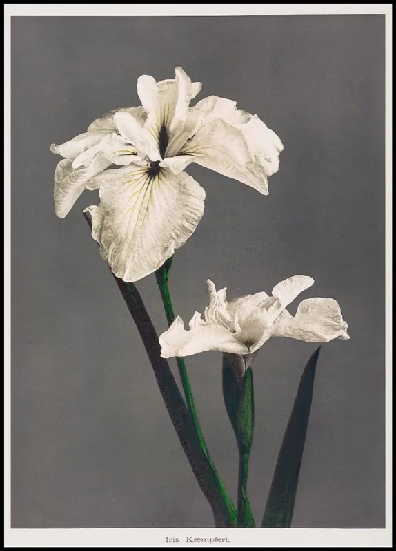 Begrenztes Angebot Iris Kaempferi White Poster