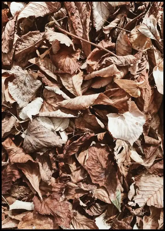 Fallen Sunshine Leaves Poster Markenware
