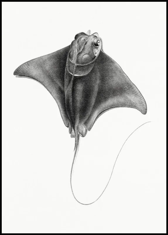 Vintage Illustration of Stingray With Scalloped Snout Poster nr.1 Top-Angebot