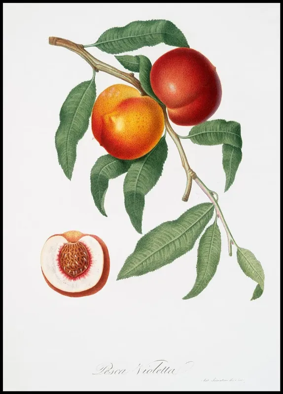 Persica Violacea Poster Preiswert