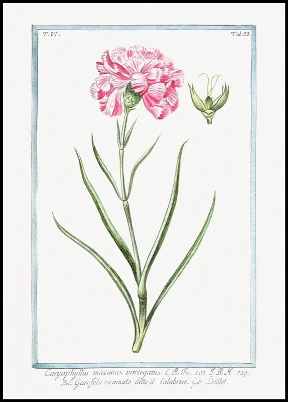 Neue Kollektion Carnation Poster