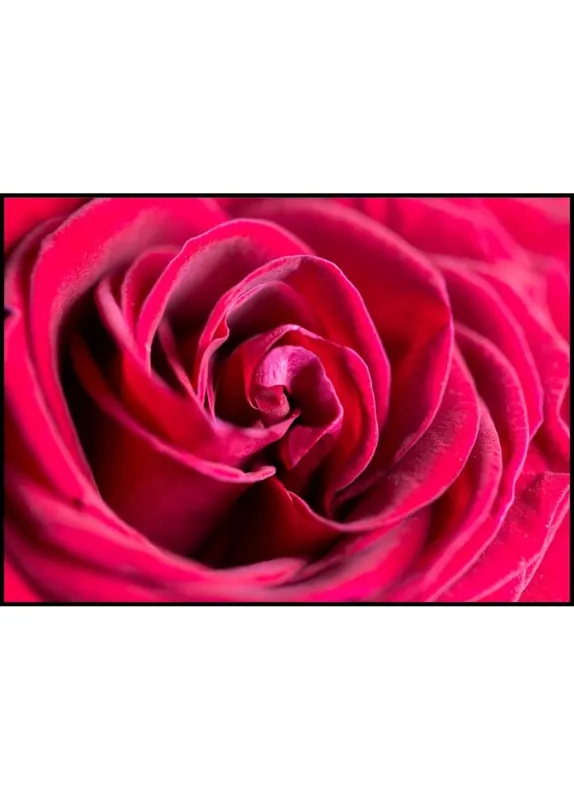 Closeup Red Rose Poster Sonderaktion