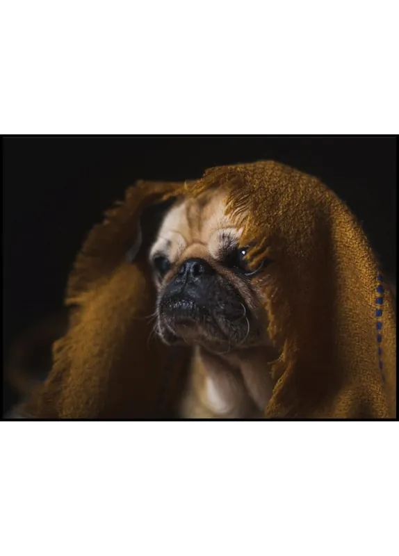 Preis Gesenkt Cozy Pug Dog Poster
