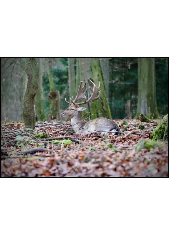 Begrenztes Angebot Deer No Hunter Poster