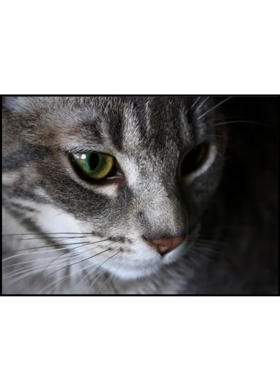 Kracherpreis Zoomed In Cat Poster