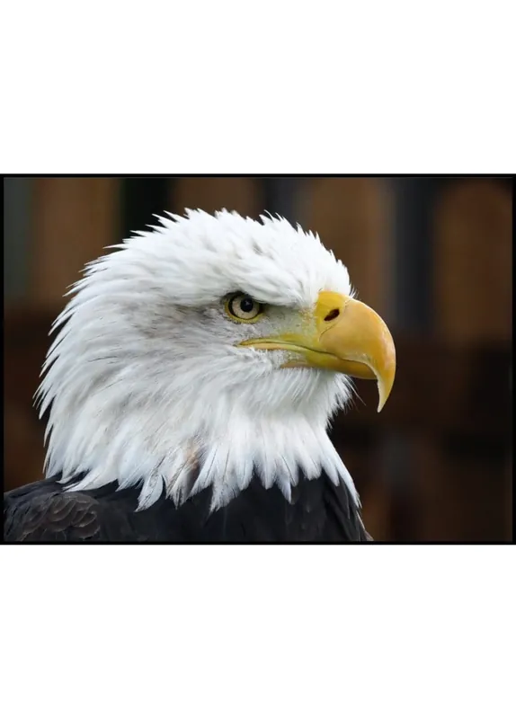 Bald Eagle Poster Rabatt