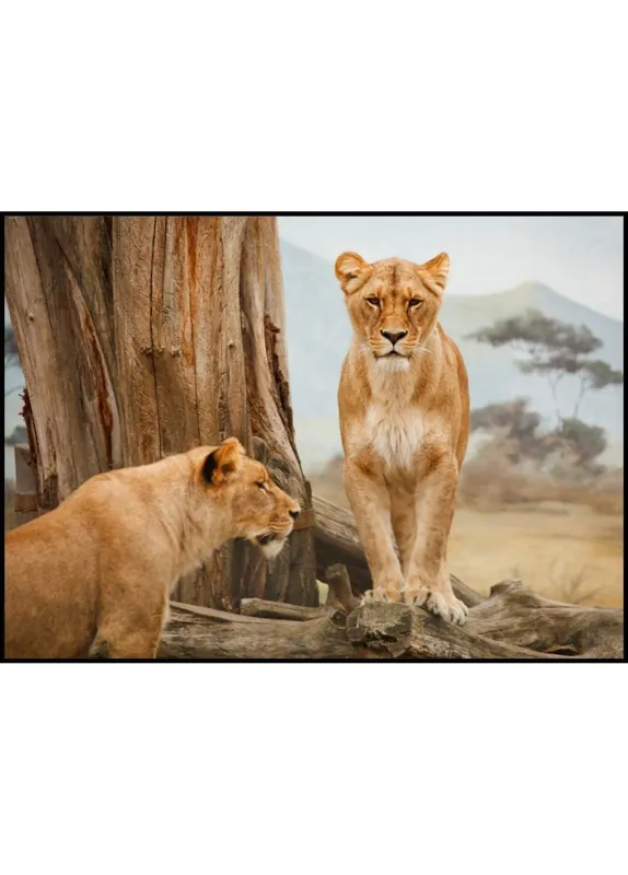 Online Kaufen Lionessess In The Savannah Poster