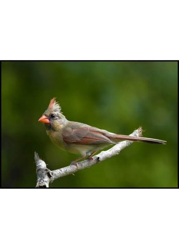 Exotic Bird Poster Markenware