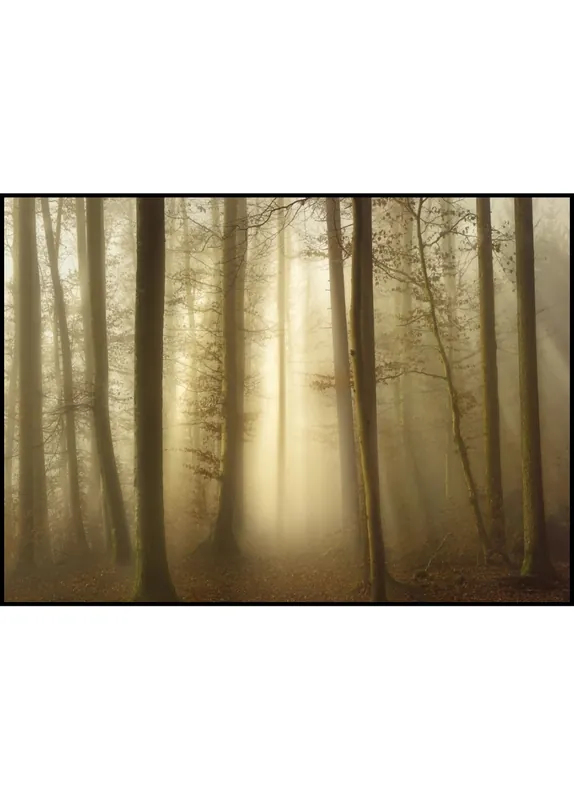 Bestpreis Autumn Dawn Poster