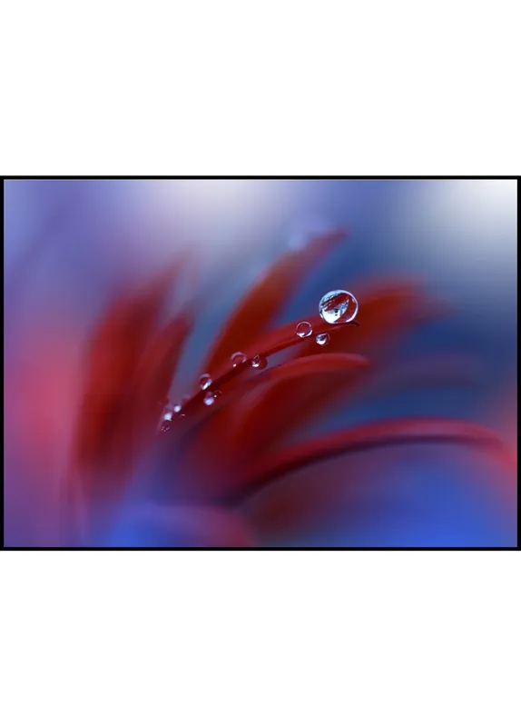 Neue Ware Reflections in Water Drops Poster