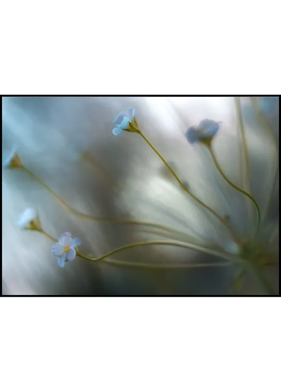Forget-me-not Flower Poster Schnäppchen
