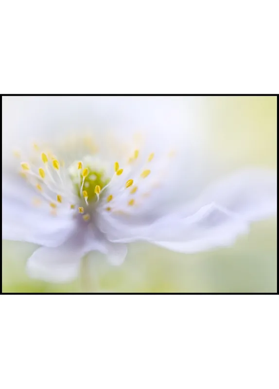 Sichere Zahlung Anemone Beauty Poster