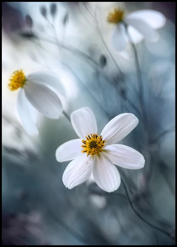 Versand Am Gleichen Tag White Cosmos Poster