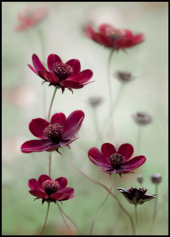 Cosmos Sway Poster Preisknaller