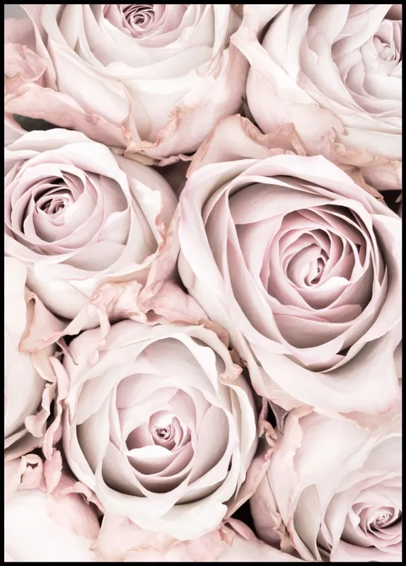 Markenprodukt Pale Roses Cluster nr. 2 Poster