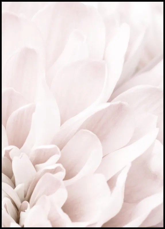 Kostenloser Rückversand Pale Pink Chrysantemum nr. 4 Poster