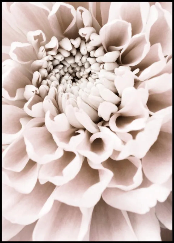 Pale Pink Chrysantemum nr. 1 Poster Schneller Versand