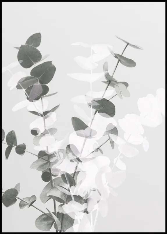 Green and White Eucalyptus nr. 2 Poster Neu