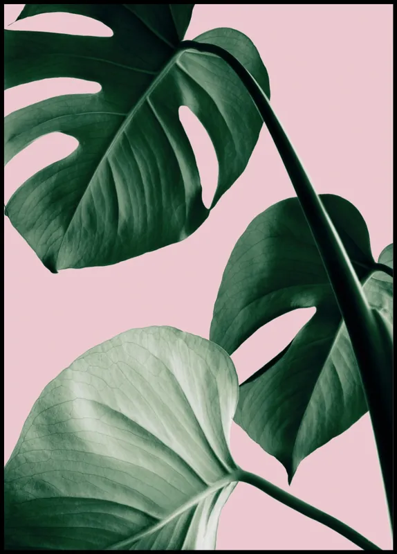 Monstera Pink nr. 3 Poster Wochenendangebot