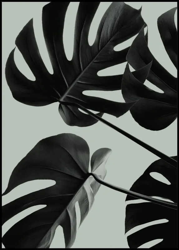 Direktkauf Monstera Teal nr. 7 Poster
