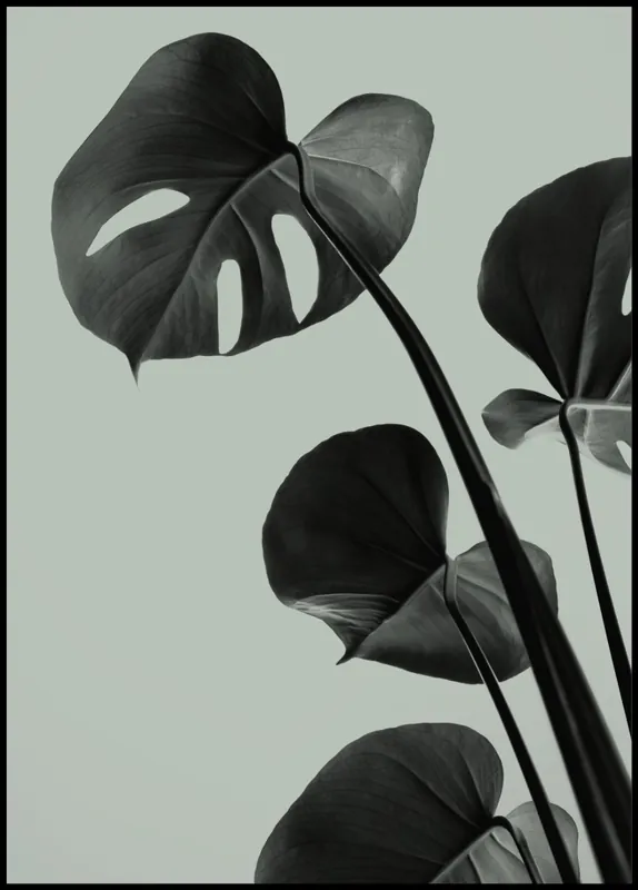Monstera Teal nr. 4 Poster Top-Seller